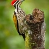 Datel zlatohrbety - Dinopium javanense - Common Flameback o1231